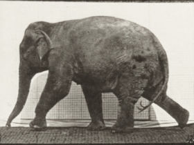 Plate 733 Elephant walking — figure reference